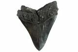 Huge, Fossil Megalodon Tooth - South Carolina #88855-2